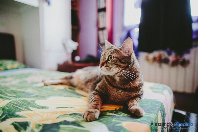 anche il gatto partecipa ai preparativi del matrimonio